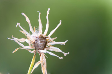 Close up of wilted dandelion flower Macro flower