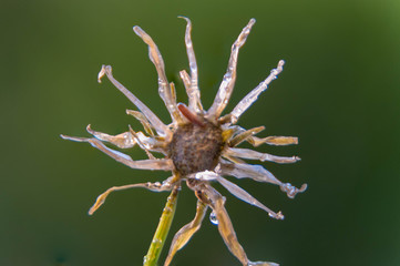 Close up of wilted dandelion flower Macro flower