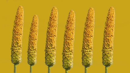 Millet ears on yellow background
