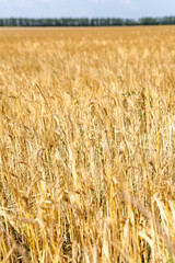 Wheat field. Ears of golden wheat are on foreground close up. Beautiful nature landscape with horizon view