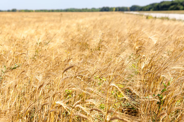 Wheat field ripe grains and stems wheat on foreground, close to countryside road, season agriculture grain harvest
