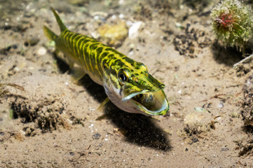 Tauchen im Naherholungsgebiet Pichlingersee