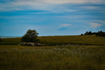 Fototapeta premium cows grazing in a field 