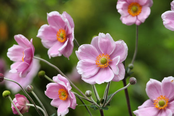 Fototapeta premium Anemone tomentosa ÔRobustissimaÕ, or Grapeleaf Anemone in flower during the autumn