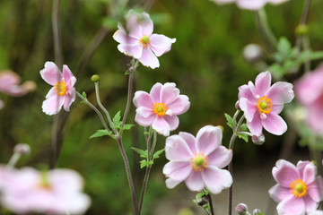 Anemone tomentosa ÔRobustissimaÕ, or Grapeleaf Anemone in flower during the autumn