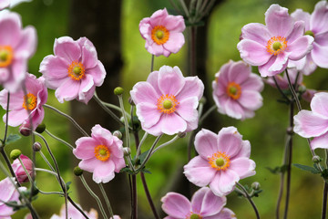Naklejka premium Anemone tomentosa ÔRobustissimaÕ, or Grapeleaf Anemone in flower during the autumn