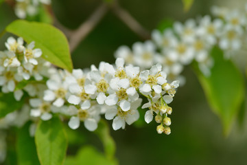 Blüten der Gewöhnlichen Traubenkirsche	