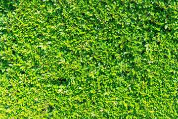 beautiful green tree wall texture for background