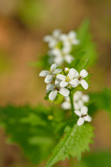 Knoblauchsrauke (Alliaria petiolata )	