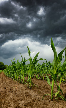View of rows of green corn stalks in field ready for harvest with a dramatic heavy storm in the background in summer. 