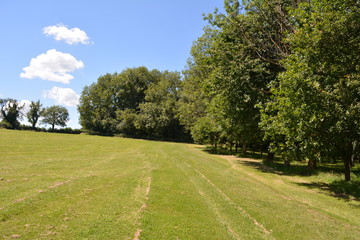 Mowed field in the countryside next to a woodland with blue skies on a summer day