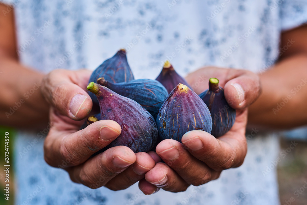 Wall mural man with freshly collected figs in his hands