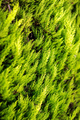 flores verde para fondo 
