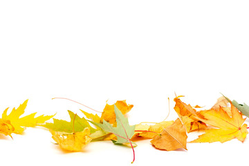 dry yellow and green maple leaves isolated on white background with copy space