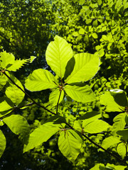 Beech twig with illuminated leaves by sunlight in the forest during sunny day. Backlit greenery in nature.