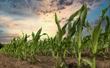 View of rows of green corn stalks in field ready for harvest with a dramatic sunset in the background in summer. 