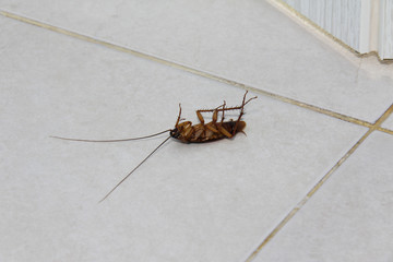 dead cockroach on the floor