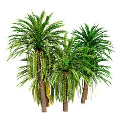 3D Rendering Coconut Palm Trees on White
