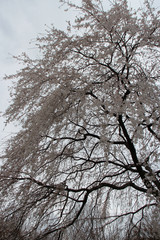 Fototapeta na wymiar cherry tree in a garden of a temple (tenryu-ji) in kyoto (japan)