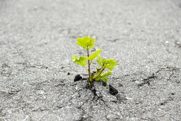 Small green tree broke the gray asphalt and grew out of it