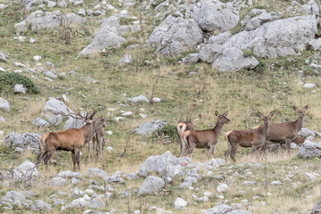 Red deer male call females (Cervus elaphus)