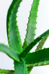 Fototapeta premium Green fresh leaves of aloe close-up macro shot. Aloe texture. Green background, wallpaper with tropical plant. Aloe vera for the production of cosmetics, skin hydration. Medicine, pharmaceuticals