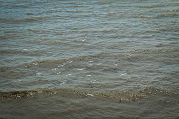 seagulls flying over grey water