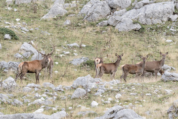 Deer in the mountains (Cervus elaphus)