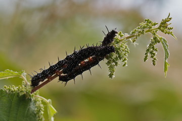 Tagpfauenauge Raupe an einer Brennnessel