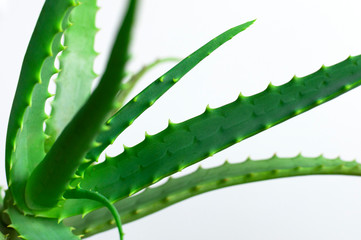 Green fresh leaves of aloe close-up macro shot. Aloe texture. Green background, wallpaper with tropical plant. Aloe vera for the production of cosmetics, skin hydration. Medicine, pharmaceuticals