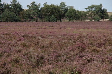 Fototapeta na wymiar Purple heather starts blooming at the end of the summer