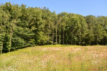 Golden field with daisies, grass and wildflowers with woodlands in the background