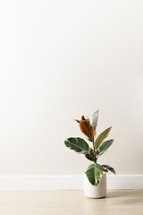 Hose plant ficus on empty light wall, mock up, minimalism, background