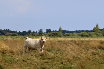 ein weißes Rind steht auf der Weide