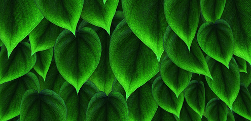 saftige philodendron blätter mit frischem grün,
überlappen sich gegenseitig als green wall, vertikaler garten, urban gardening, horizontales banner, hochaufgelöst und scharf