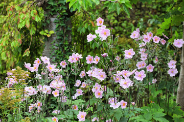 Naklejka premium Anemone tomentosa ÔRobustissimaÕ, or Grapeleaf Anemone in flower during the autumn