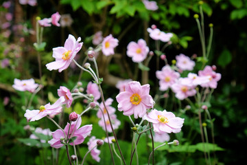 Anemone tomentosa &Ocirc;Robustissima&Otilde;, or Grapeleaf Anemone in flower during the autumn