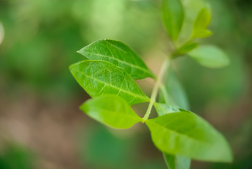 Fototapeta na wymiar green leaves of a plant