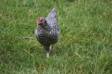 Chickens, rooster and small chicks are fed at a petting zoo