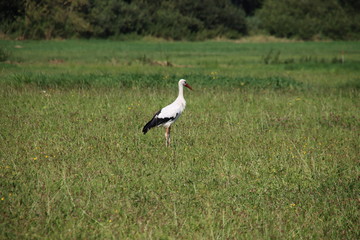 Obraz na płótnie Canvas Stork searching for food in the meadows of Moordrecht