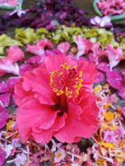 pink flowers in a garden