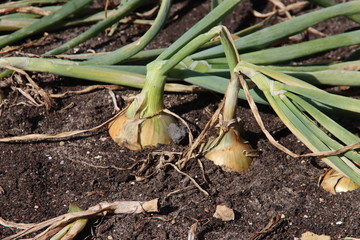 Obraz premium Onions ready to be harvested from the clay soil