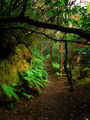Path in the Anaga's natural park in the island of Tenerife