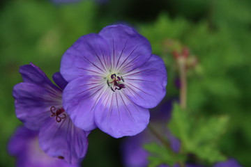 Cranesbill Geranium Rozanne in violet color
