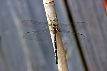 The migrant hawker (Aeshna mixta) is one of the smaller species of hawker dragonflies