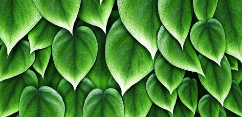 saftige philodendron blätter mit frischem grün,
überlappen sich gegenseitig als green wall,...