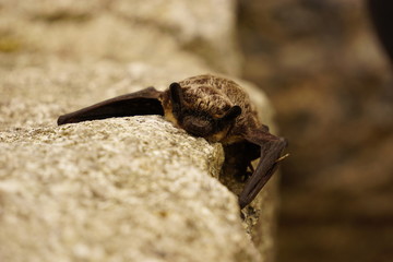 Small bat resting on the rock