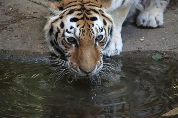 Fototapeta na wymiar Amur or Siberian tiger in the Ouwehand Zoo Holland