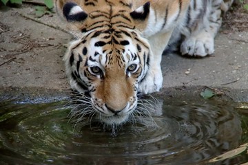 Fototapeta premium Amur or Siberian tiger in the Ouwehand Zoo Holland