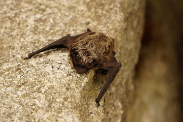 Small bat resting on the rock